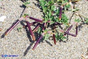 Lotus creticus (Ginestrino delle spiagge): i legumi maturi