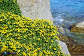 Lotus cytisoides (Ginestrino delle scogliere)