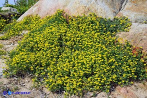 Lotus cytisoides (Ginestrino delle scogliere)