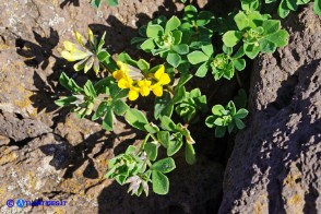 Lotus cytisoides (Ginestrino delle scogliere)