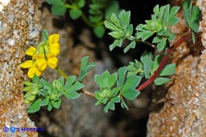 Lotus cytisoides (Ginestrino delle scogliere)