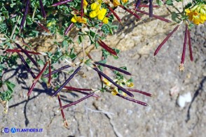 Lotus cytisoides (Ginestrino delle scogliere): i legumi maturi