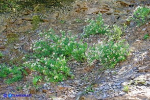 Lotus hirsutus (Trifoglino irsuto)