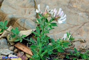 Lotus hirsutus (Trifoglino irsuto)