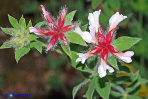 Lotus hirsutus (Trifoglino irsuto)