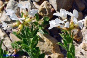 Lotus hirsutus (Trifoglino irsuto)