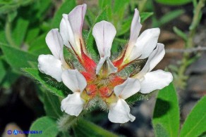 Lotus hirsutus (Trifoglino irsuto)