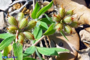 Lotus hirsutus (Trifoglino irsuto)