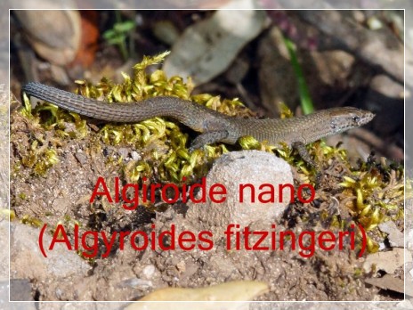 Vai al capitolo ALGYROIDES FITZINGERI  Go to section ALGYROIDES FITZINGERI