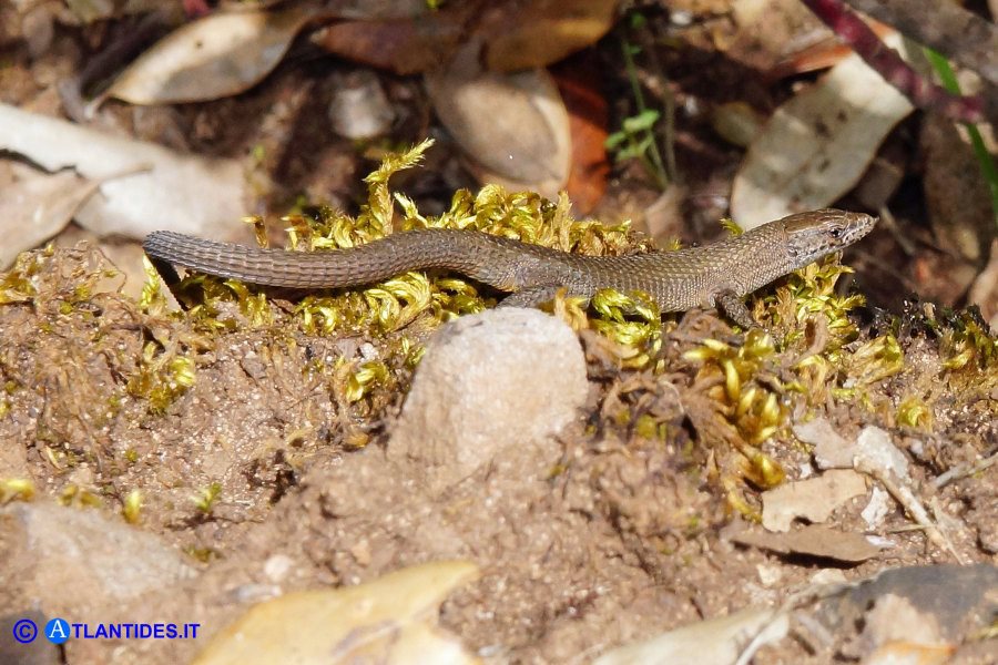 Algyroides fitzingeri (Algiroide nano)