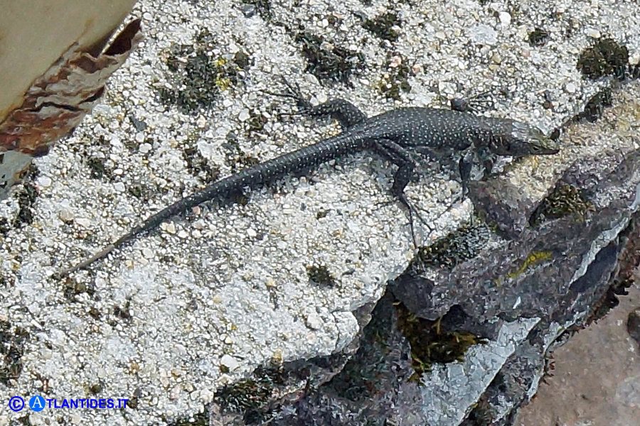 Archaeolacerta bedriagae sardoa (Lucertola di Bedriaga)