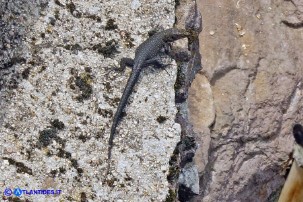 Archaeolacerta bedriagae sardoa (Lucertola di Bedriaga)