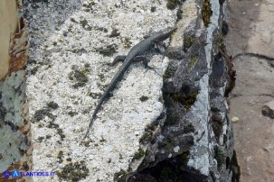 Archaeolacerta bedriagae sardoa (Lucertola di Bedriaga)