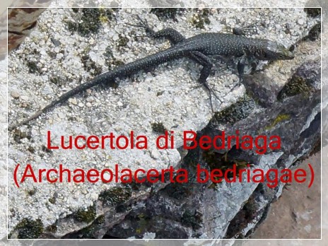 Vai al capitolo ARCHAEOLACERTA BEDRIAGAE Go to section ARCHAEOLACERTA BEDRIAGAE