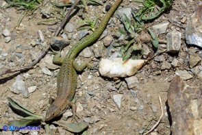 Podarcis siculus (Lucertola campestre)