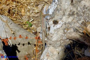 Podarcis siculus (Lucertola campestre)