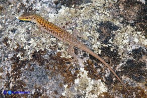 Podarcis siculus (Lucertola campestre)