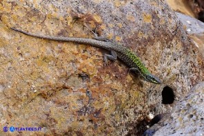 Podarcis siculus (Lucertola campestre)