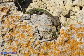 Podarcis siculus (Lucertola campestre)