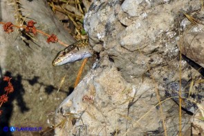 Podarcis siculus (Lucertola campestre)