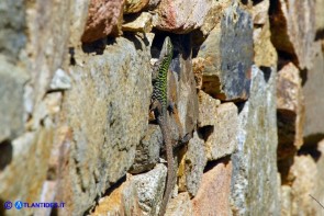 Podarcis siculus (Lucertola campestre)