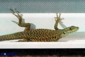 Podarcis siculus (Lucertola campestre)