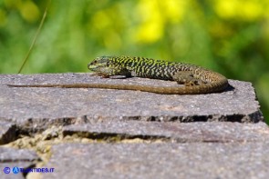Podarcis siculus (Lucertola campestre)