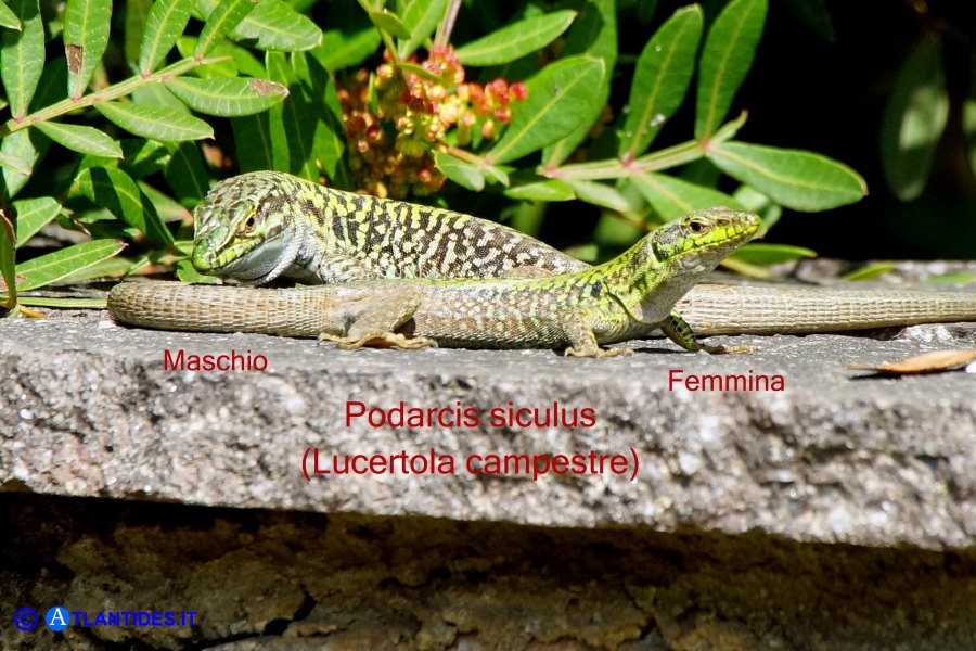 Podarcis siculus (Lucertola campestre) maschio e femmina