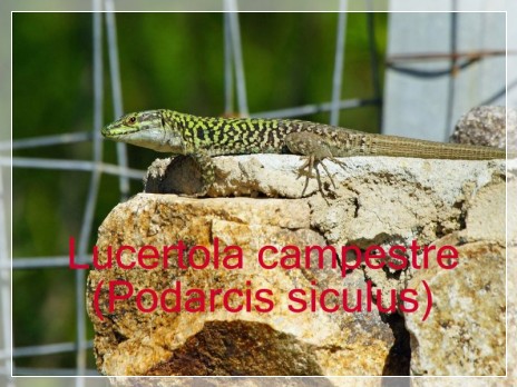 Vai al capitolo PODARCIS SICULUS  Go to section PODARCIS SICULUS