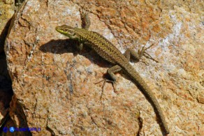 Podarcis siculus (Lucertola campestre)