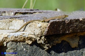 Podarcis siculus (Lucertola campestre)