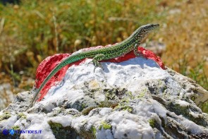 Presunto ibrido tra Podarcis siculus e Podarcis tiliguerta