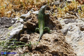 Presunto ibrido tra Podarcis siculus e Podarcis tiliguerta