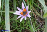 Lycaena phlaeas (Argo bronzeo)