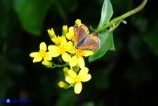 Lycaena phlaeas (Argo bronzeo)