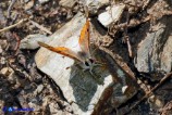 Lycaena phlaeas (Argo bronzeo)