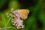 Lycaena phlaeas (Argo bronzeo)