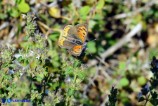 Lycaena phlaeas (Argo bronzeo)