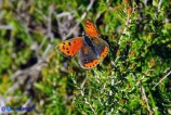 Lycaena phlaeas (Argo bronzeo)