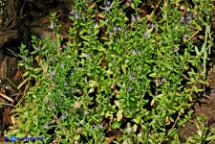 Lythrum thymifolia (Salcerella a foglie di timo)