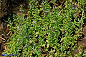 Lythrum thymifolia (Salcerella a foglie di timo)