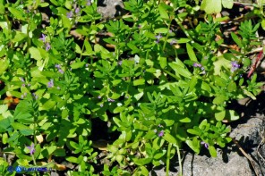 Lythrum thymifolia (Salcerella a foglie di timo)