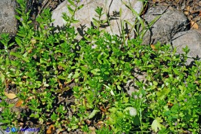 Lythrum thymifolia (Salcerella a foglie di timo)