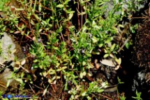 Lythrum thymifolia (Salcerella a foglie di timo)