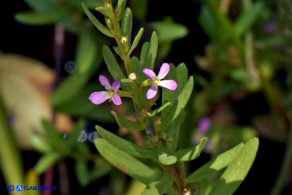 Lythrum thymifolia (Salcerella a foglie di timo)