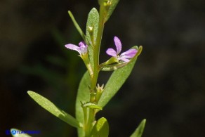 Lythrum thymifolia (Salcerella a foglie di timo)