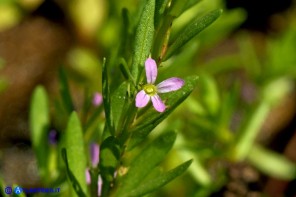 Lythrum thymifolia (Salcerella a foglie di timo)