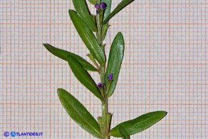 Lythrum thymifolia (Salcerella a foglie di timo)