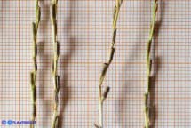 Lythrum thymifolia (Salcerella a foglie di timo): le spighe