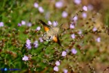 Macroglossum stellatarum (Sfinge colibrì)